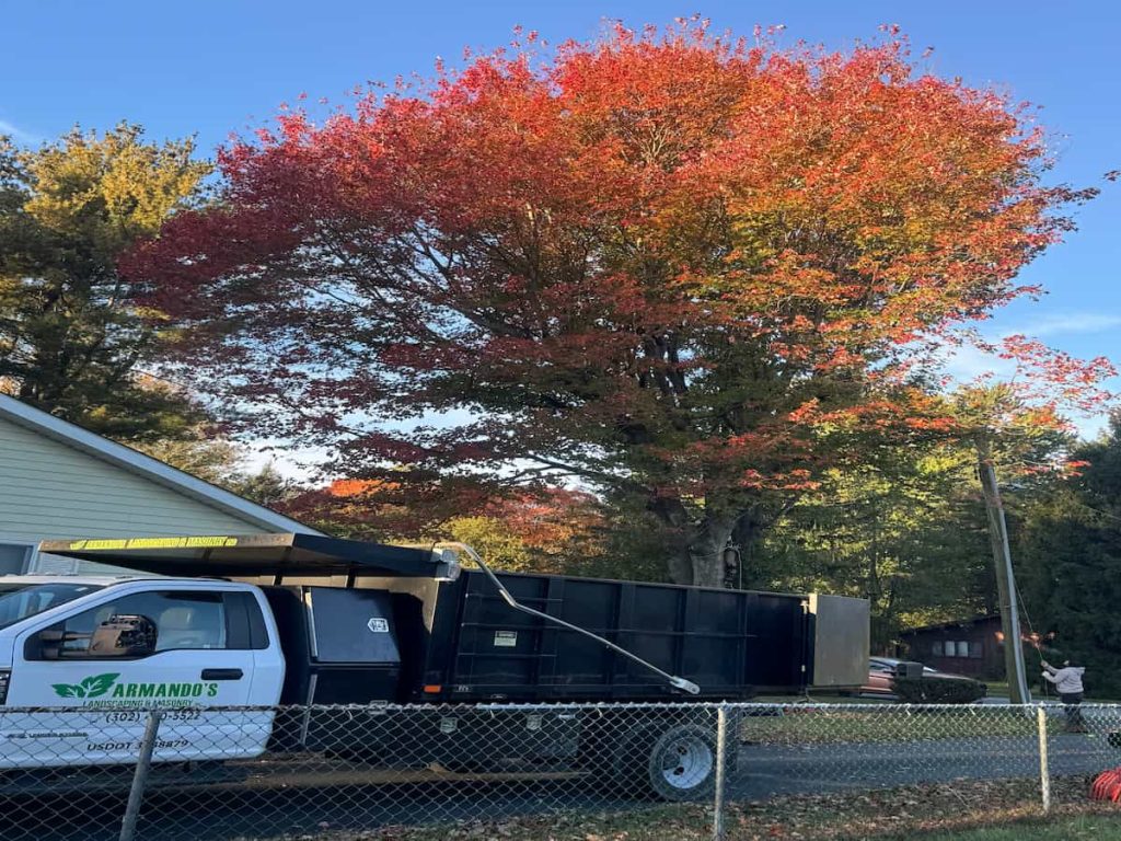 Emergency Tree Removal