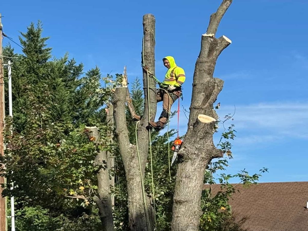 Tree Trimming